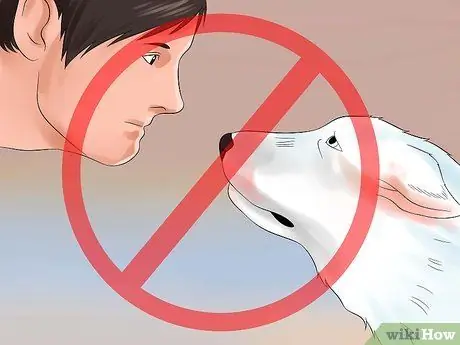 Подойти к застенчивой или пугливой собаке Шаг 3