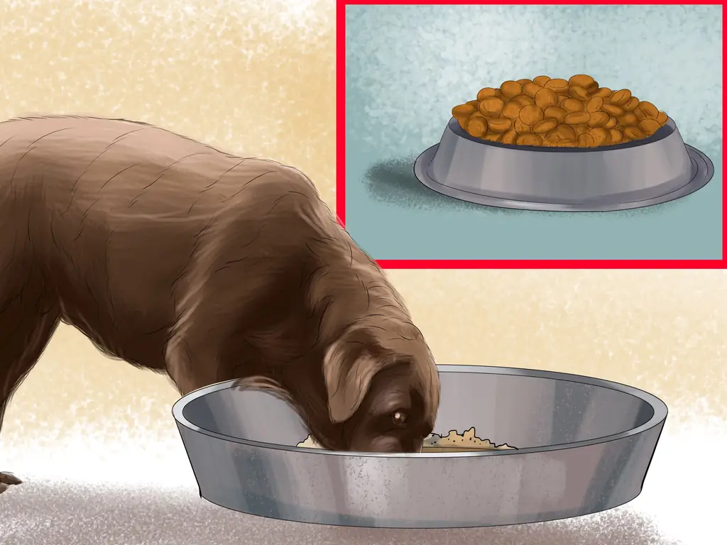 3 способа приготовления корма для собак