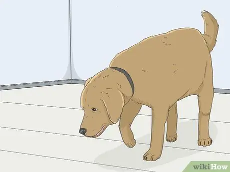 Приучите собаку к дому, шаг 3