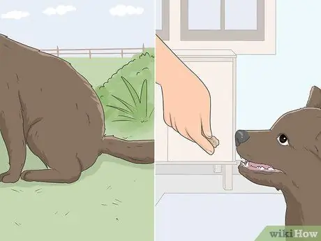 Приучите собаку к дому, шаг 9