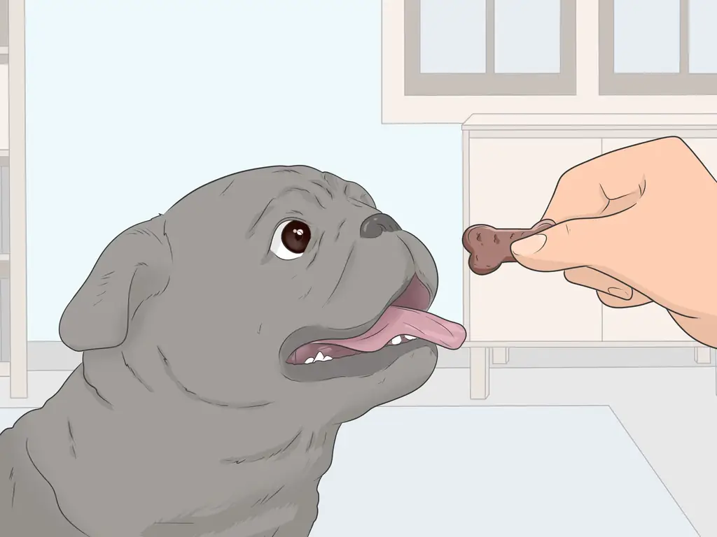 Как приучить собаку к дому (с иллюстрациями)