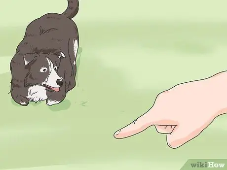 Дрессировка собаки шаг 4