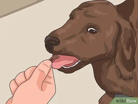 Дрессировка собаки шаг 6