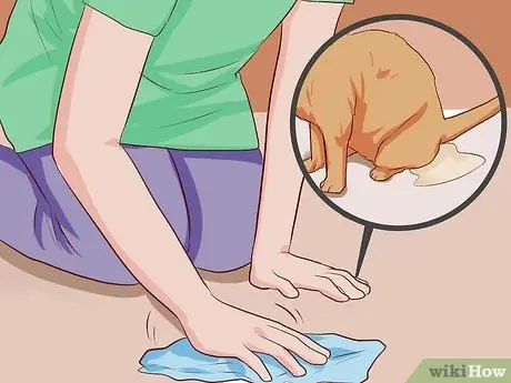 Помет приручить котенка Шаг 12