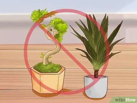 Помет приручить котенка Шаг 13