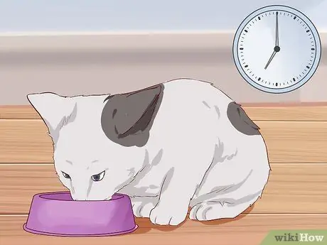 Помет приручить котенка Шаг 14