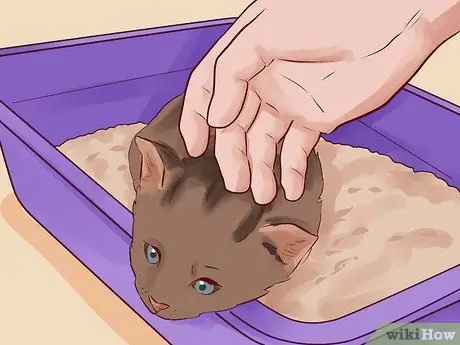 Помет приручить котенка Шаг 7