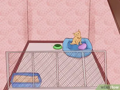 Помет приручить котенка Шаг 9