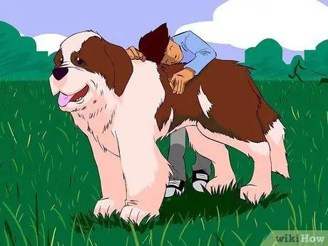 Станьте любителем собак Шаг 7