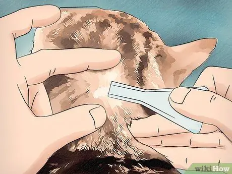 Шампунь для котенка от блох Шаг 12