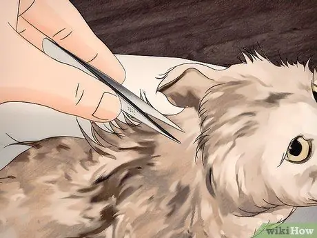 Шампунь для котенка от блох Шаг 9