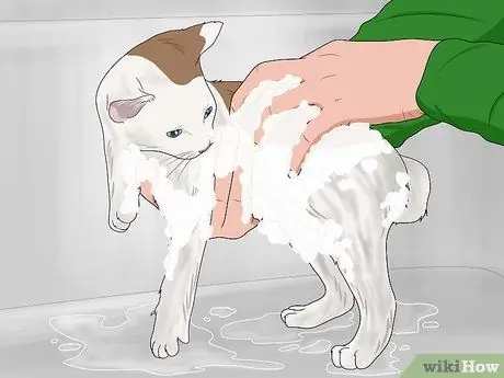 Искупайте котенка Шаг 12