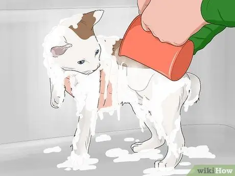 Искупайте котенка Шаг 13