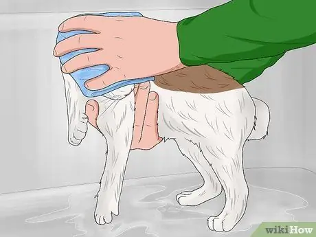 Искупайте котенка Шаг 14