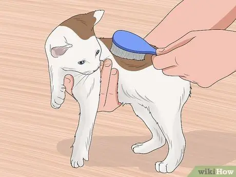 Искупайте котенка Шаг 3