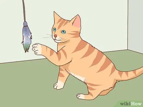 Выберите котенка для дома Шаг 11