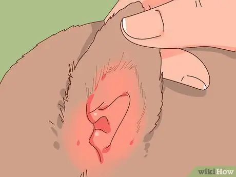 Выберите котенка для дома Шаг 14