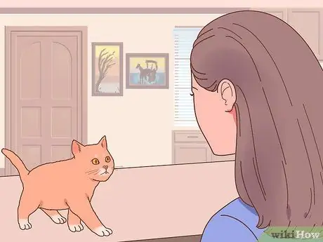 Выберите котенка для дома Шаг 2