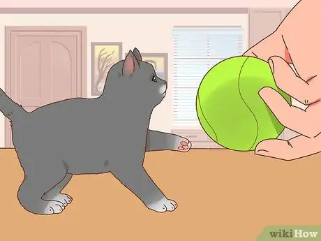 Выберите котенка для дома Шаг 3