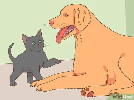 Выберите котенка для дома Шаг 5