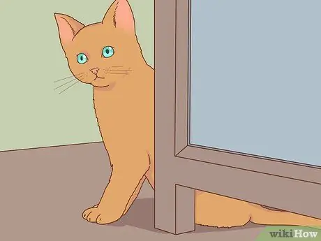 Выберите котенка для дома Шаг 6