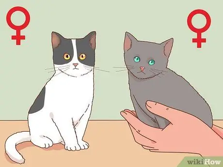 Выберите котенка для дома Шаг 8