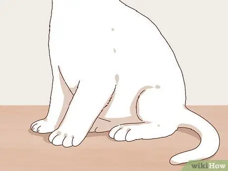 Выберите котенка для дома Шаг 9