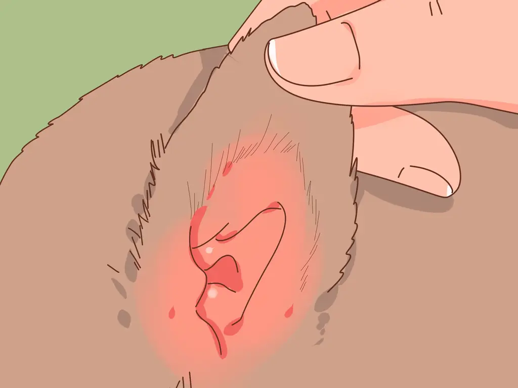 3 способа выбрать котенка для дома