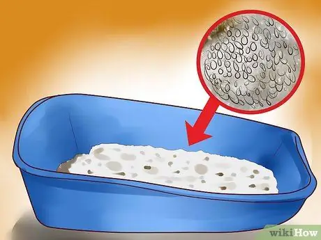 Выберите помет для котят Шаг 1