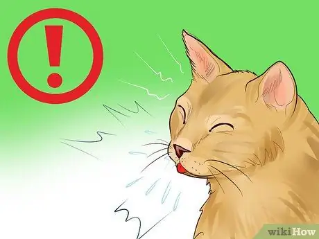 Выберите помет для котят Шаг 11