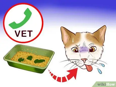 Выберите помет для котенка Шаг 12