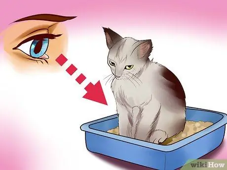 Выберите помет для котенка Шаг 4