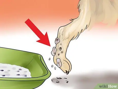 Выберите помет для котенка Шаг 8