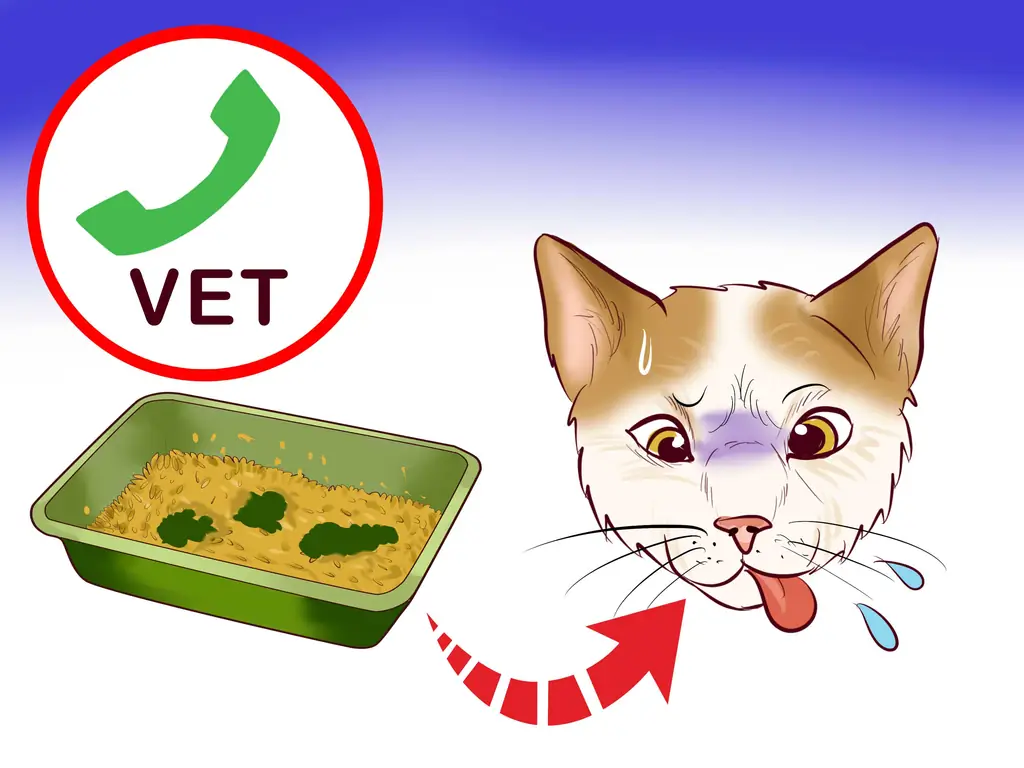 3 способа выбрать наполнитель для кошачьего туалета