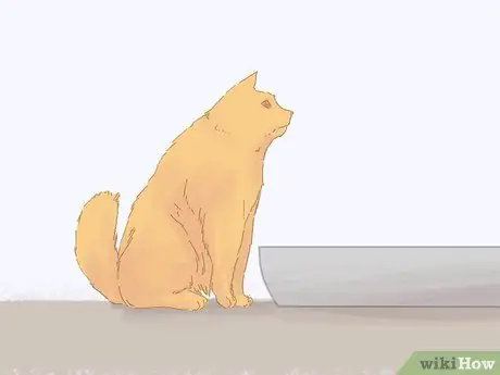 Как предотвратить мочеиспускание кошек на ковре Шаг 12