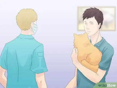 Как предотвратить мочеиспускание кошек на ковре Шаг 14