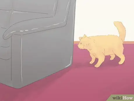 Как предотвратить мочеиспускание кошек на ковре Шаг 15