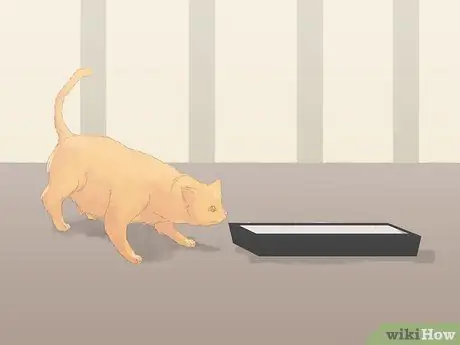 Как предотвратить мочеиспускание кошек на ковре Шаг 3