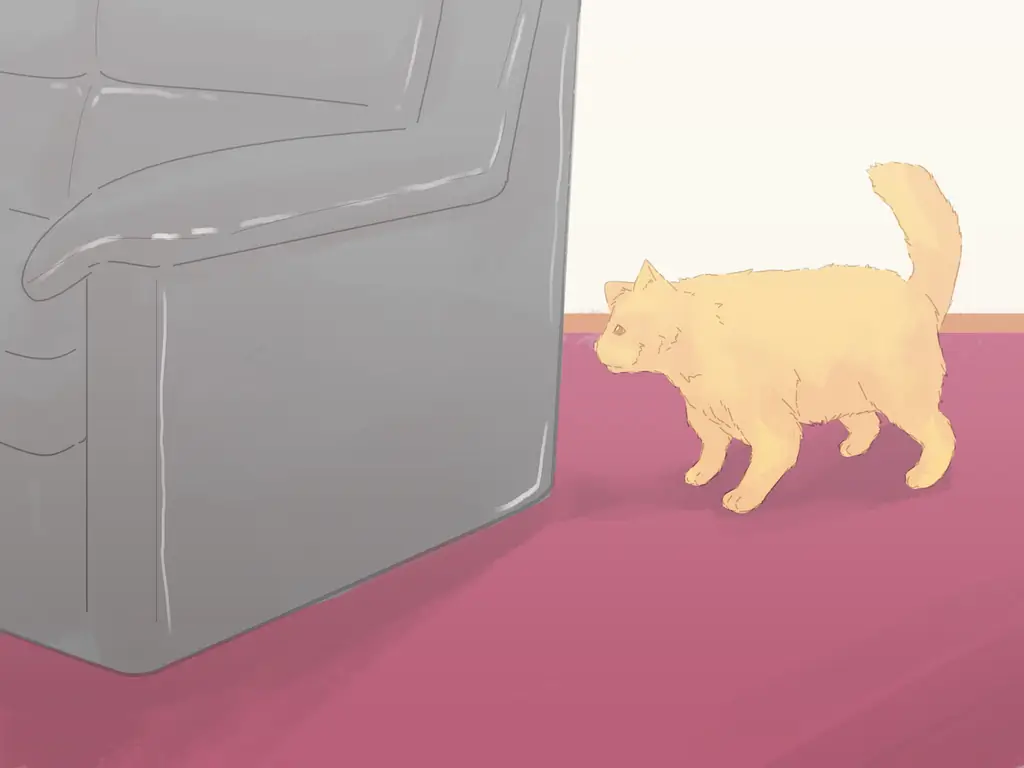 3 способа предотвратить мочеиспускание кошек на ковре