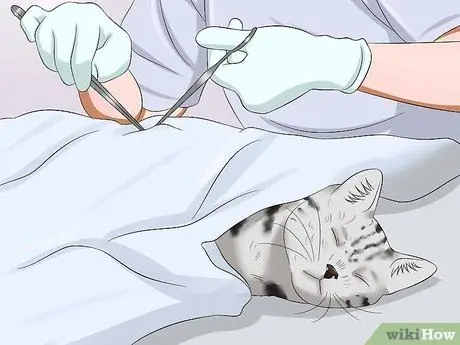 Не дать кошке выбежать за дверь Шаг 7