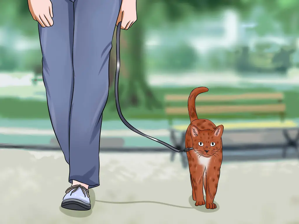 Как не дать кошке выбежать за дверь: 8 шагов