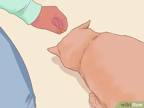 Заставь кошку выйти из-под кровати, шаг 2