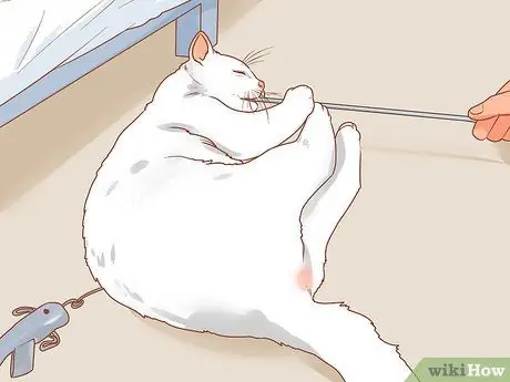 Заставь кошку выйти из-под кровати, шаг 3