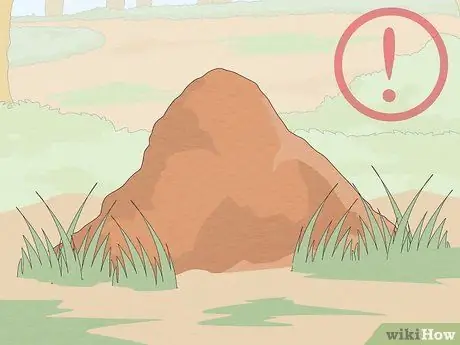 Лечить укус огненного муравья Шаг 10