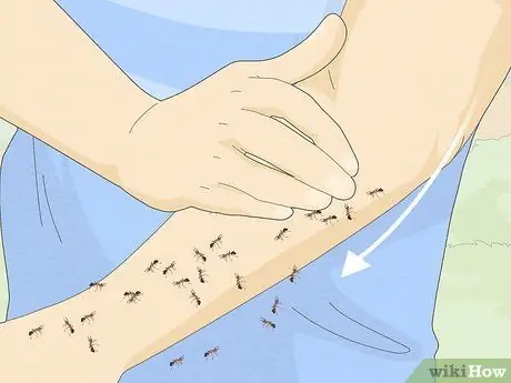 Лечить укус огненного муравья Шаг 11
