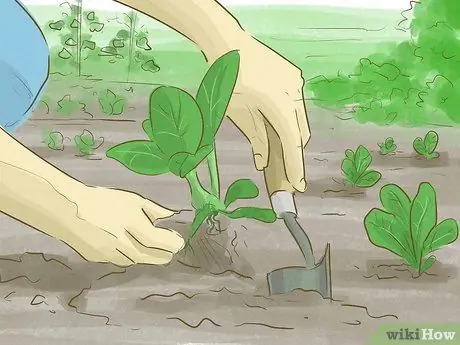 Зарабатывайте на выращивании овощей, шаг 2