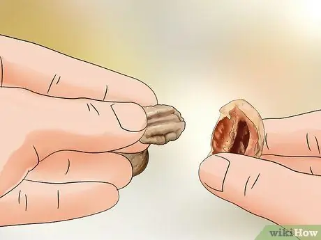 Определите орехи гикори Шаг 18