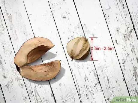 Определите орехи гикори, шаг 2