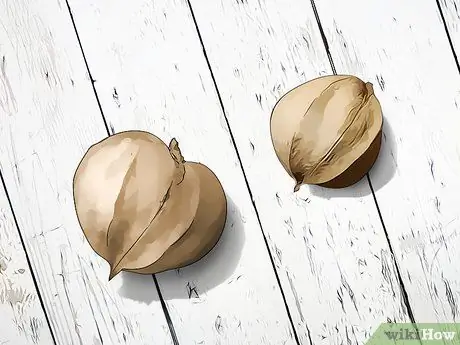 Определите орехи гикори, шаг 3