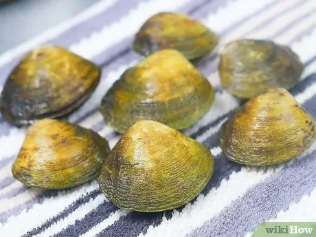 Паровые моллюски Шаг 1